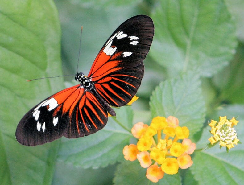 Motýlia krása uprostred Viedne