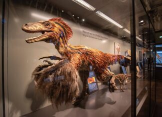 Prírodovedecké múzeum vo Viedni (Naturhistorisches Museum Wien)