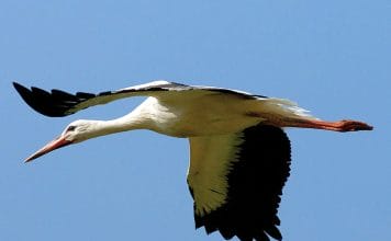 Najväčšia kolónia bocianov bielych v Európe je v Marcheggu pri Bratislave