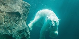 ZOO Viedeň – najlepšia v Európe