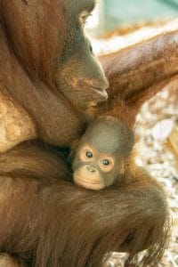 Orangutan Sari s mláďaťom Kendari ©Daniel Zupanc