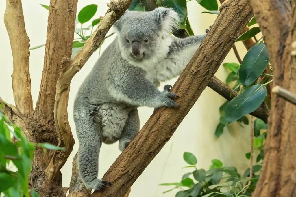 Koala v Zoo Viedeň